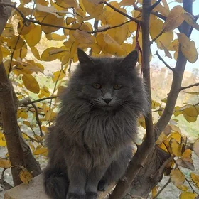 Pişik