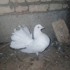 kepderi pawilin