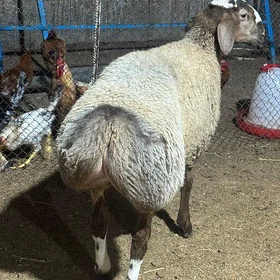 Goýun biçilen gisar tohum