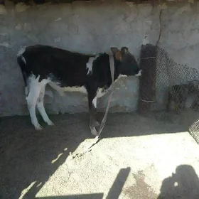 Öküz