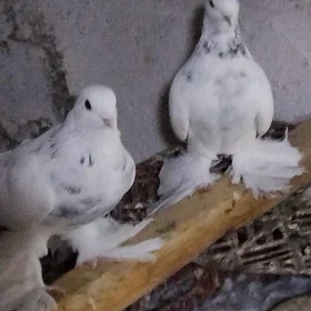 Kepderi