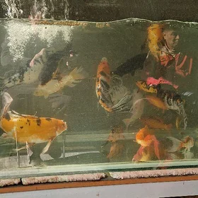 karp koi