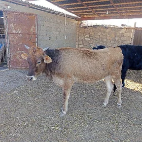 bogaz sygyr