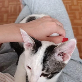кот