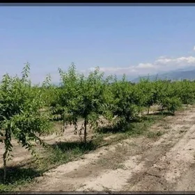 oglan işgar gerek dayhancylyk
