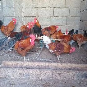 horaz