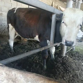 öküz   gibrik