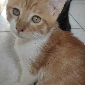 Отдаю котиков