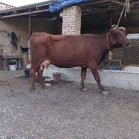 goleli sygyr