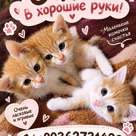 Котята