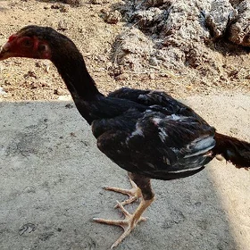 Taşkent towuk