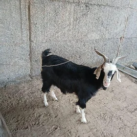 geci