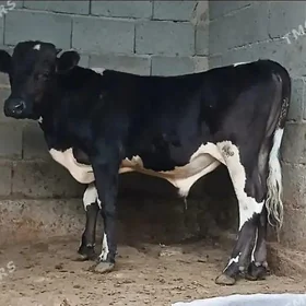 öküzçe