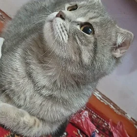 ŞOTLAN PISIK