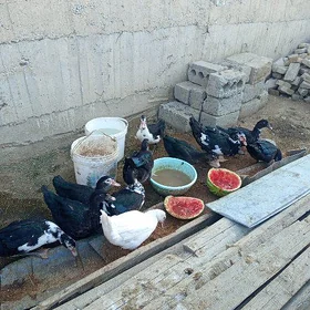 yaşylbaş