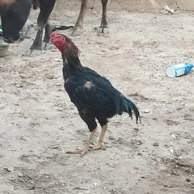 Taşkent