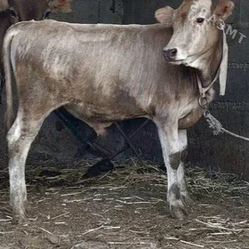 TOHUM OKÜZ