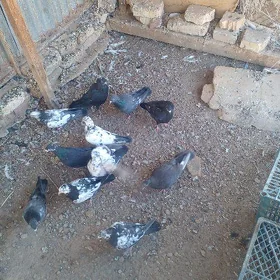 kepderi
