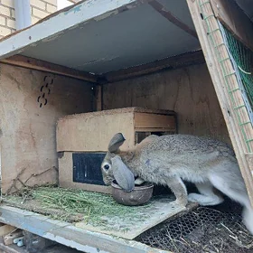 товшан