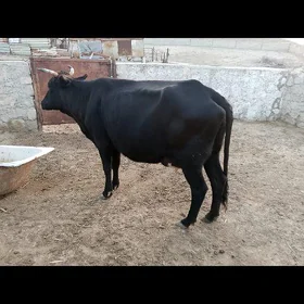 goleli sygyr