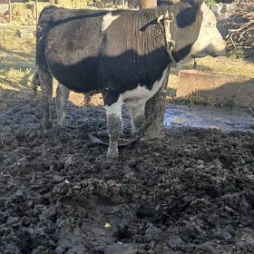 Oküz