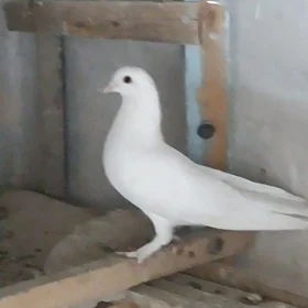 kepteri