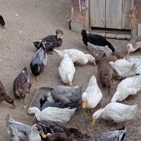 Ördek ÿaşylbaş