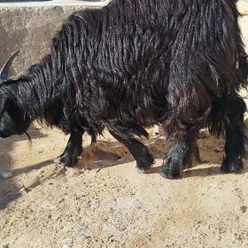 Geçi