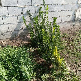 baglar