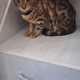 🥰Кошка👌