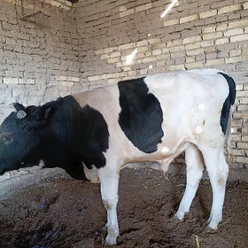 Galyşteýin öküz