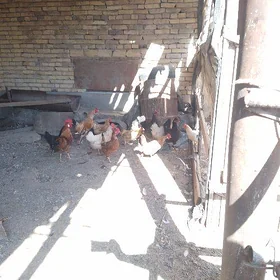 товуклар