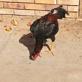 baysow horaz