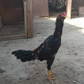 baysow horaz