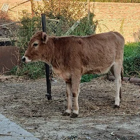 Saýlama Tohum Tüweler 3 Sany