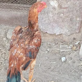 baysow horaz