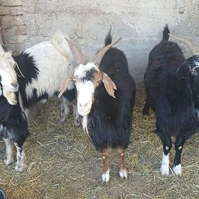 Geçi