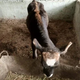 tüwe