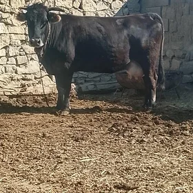 BAKYL SYGYR