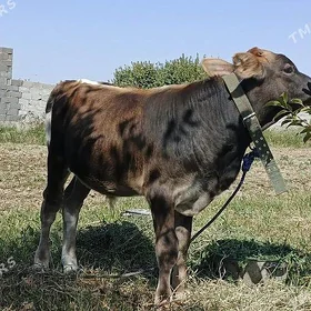 okuzce