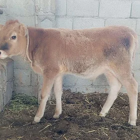 Göle
