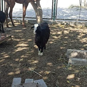 çebiş