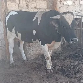 Öküz