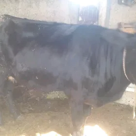 sygyr