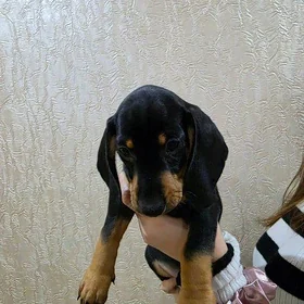 Такса