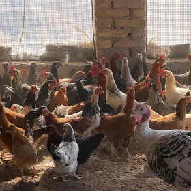 towuklar ýaş 8aýlyk