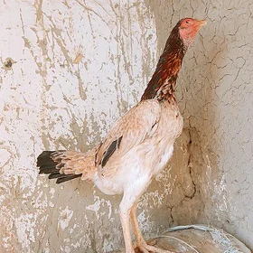 Taşkent maki