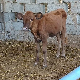tuwe