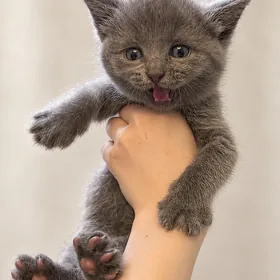 Котята вислоухие и прямоухие