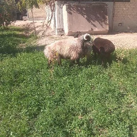 Semiz kockarlar